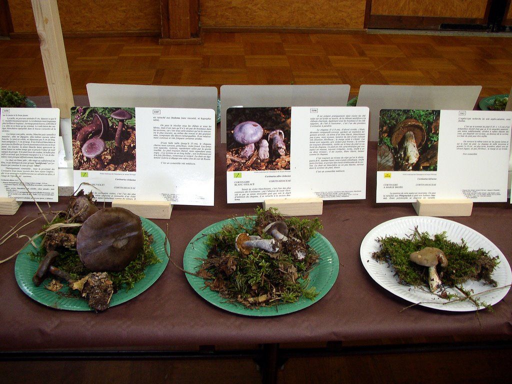 Expo champignons a Conde sur Vesgre 41